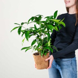 Drachenbaum 'Surculosa' - plastikfrei