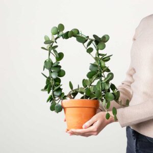 Xerosicyos danguyi Bogen - plastikfrei