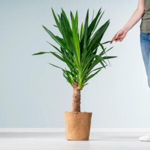 Yucca-Palme - plastikfrei