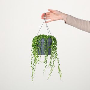 Erbsenpflanze 'Senecio'