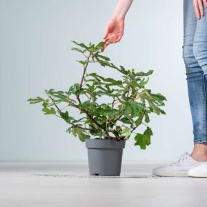 Ficus carica 'Little Miss Figy'