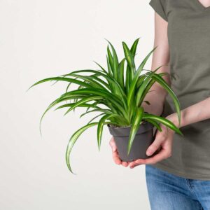 Grünlilie 'Hawaiian'