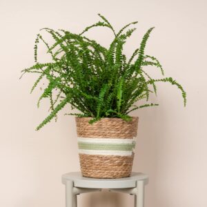 Korb Streifen Natur Grün - 20 cm