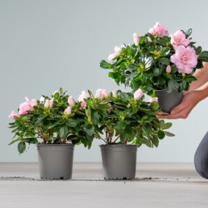 Rosafarbene Azalee - 3 Stück