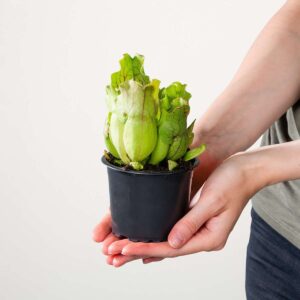 Schlauchpflanze 'Montana' - 3 Stück