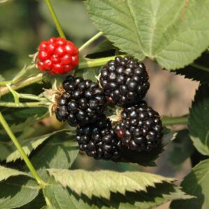 BIO Brombeere 'Oregon Thornless'