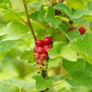 BIO Rote Johannisbeere 'Rovada'