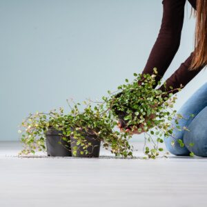 Bunte Mühlenbeckia 'Pink Camouflage' - 3 Stück