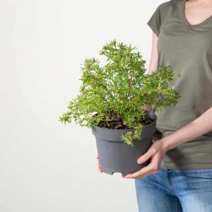 Fingerkraut 'Bellissima®'