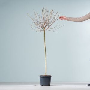 Harlekinweide 'Hakuro Nishiki' - Stämmchen