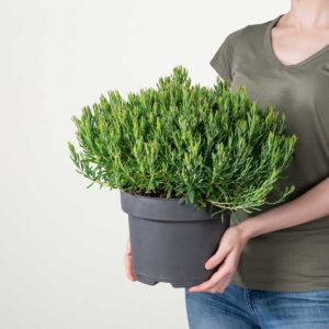 Rosmarinheide 'Compacta'