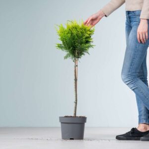 Scheinzypresse 'Stardust' - Stämmchen