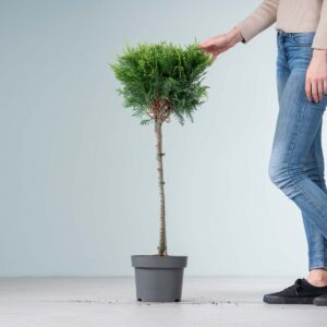 Scheinzypresse 'White Spot' - Stämmchen