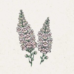 Jora Dahl Saatgut Löwenmäulchen 'Costa Silver'