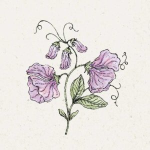 Jora Dahl Saatgut Duftwicke 'Elegance Lavender'