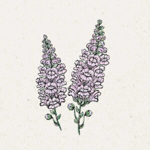 Jora Dahl Saatgut Löwenmäulchen 'Summer Lavender'