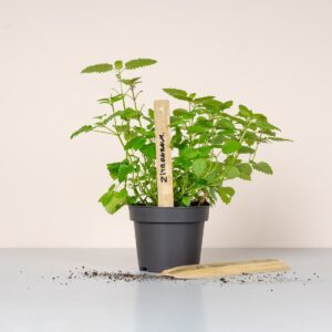 Bambus Pflanzschilder 6-er Set