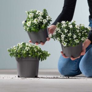 Schleifenblume Weiß - 3 Stück