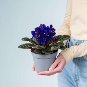 Usambaraveilchen - blau