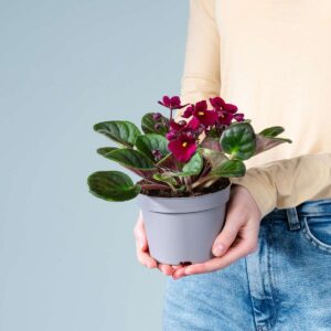 Usambaraveilchen - lila