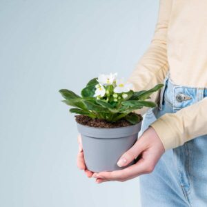 Usambaraveilchen - weiß