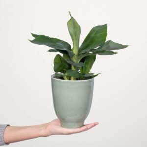 Banane 'Oriental Dwarf'