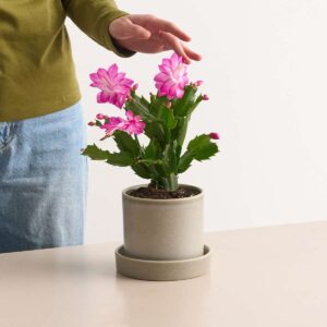 Weihnachtskaktus 'Schlumbergera' - rosa