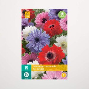 Gefüllte Anemonen 'St. Brigid' Mix - 15 Knollen