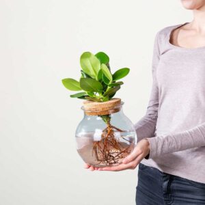 Waterplant Balsamapfel 'Rosea' im Glas