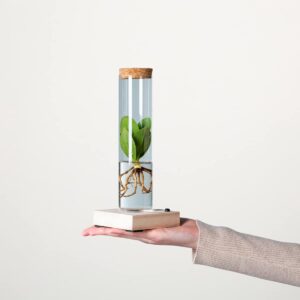 Waterplant Balsamapfel 'Rosea' im Reagenzglas mit LED