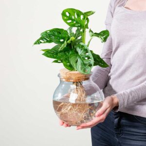 Waterplant Monstera 'Adansonii' im Glas mit Korkdeckel