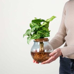 Waterplant Syngonium 'Pixi' im Glas