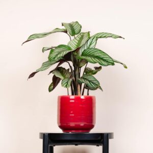 Keramik Übertopf Rot - 14 cm