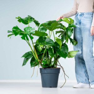 Monstera 'Deliciosa' XL