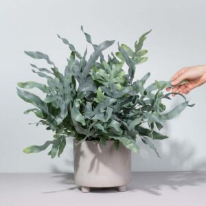 Phlebodium 'Blue Star' M