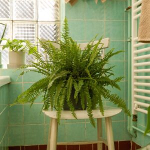 Schwertfarn 'Green Lady' M