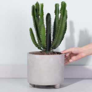 Dreikantige Wolfsmilch