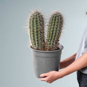 Säulenkaktus 'Pringlei' L