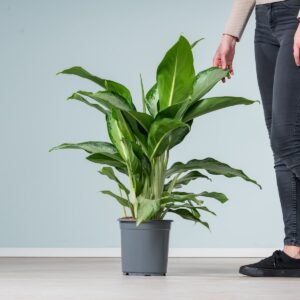 Aglaonema 'Cleopatra'