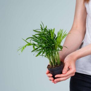 Bergpalme 'Elegans' XS