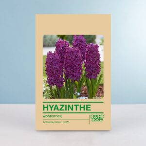 Hyazinthe 'Woodstock' - 5 Stück