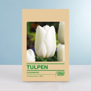 Einfache späte Tulpe 'Clearwater' - 10 Zwiebeln