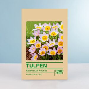 Botanische Tulpe 'Bakeri Lilac Wonder' - 10 Zwiebeln