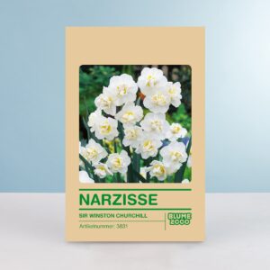 Narzisse 'Sir Winston Churchill' - 5 Stück