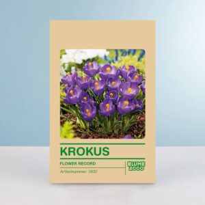 Gloßblumiger Krokus 'Flower Record' - 10 Knollen