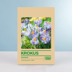 Krokus 'Pickwick' - 10 Stück