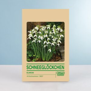 Schneeglöckchen 'Elwesii' - 10  Stück
