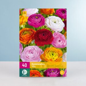 Ranunkel Mix - 40 Knollen