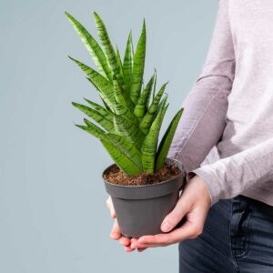 Bogenhanf 'Tough Lady'