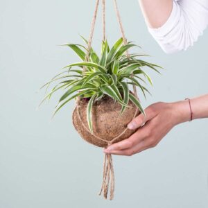 Kokodama 'Chlorophytum' Ampel